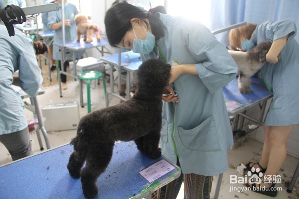 上海宠物美容发展前景怎样