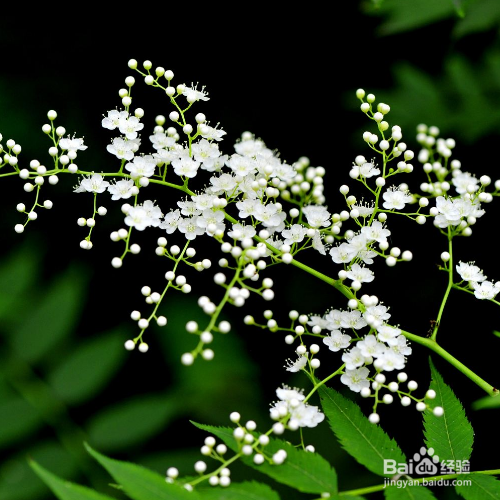 家养的珍珠梅烂根很严重时怎么回事?