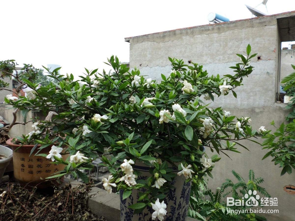 栀子花怎么换盆