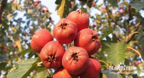 哪些食物不适合在早孕先兆流产的情况下食用？