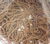 三蔬蕨根粉的做法