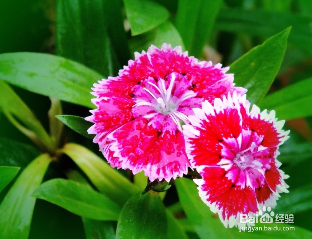 珠兰与米兰的习性