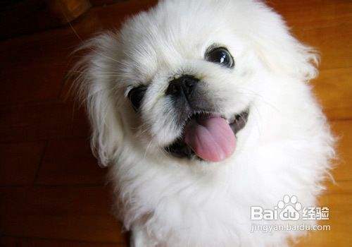 京巴犬怎么养 百度经验