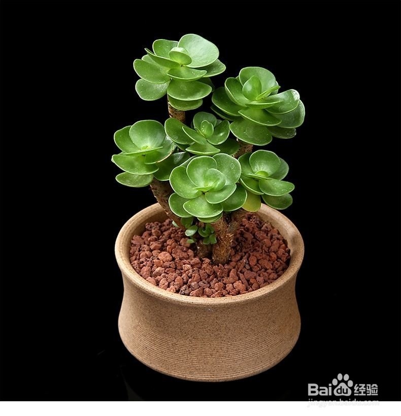 防辐射的植物有哪些