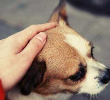 如何照料宠物狗