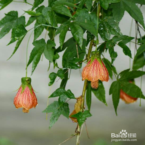 培育的金铃花叶子发黄怎么解决？
