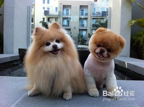 博美犬好养吗？