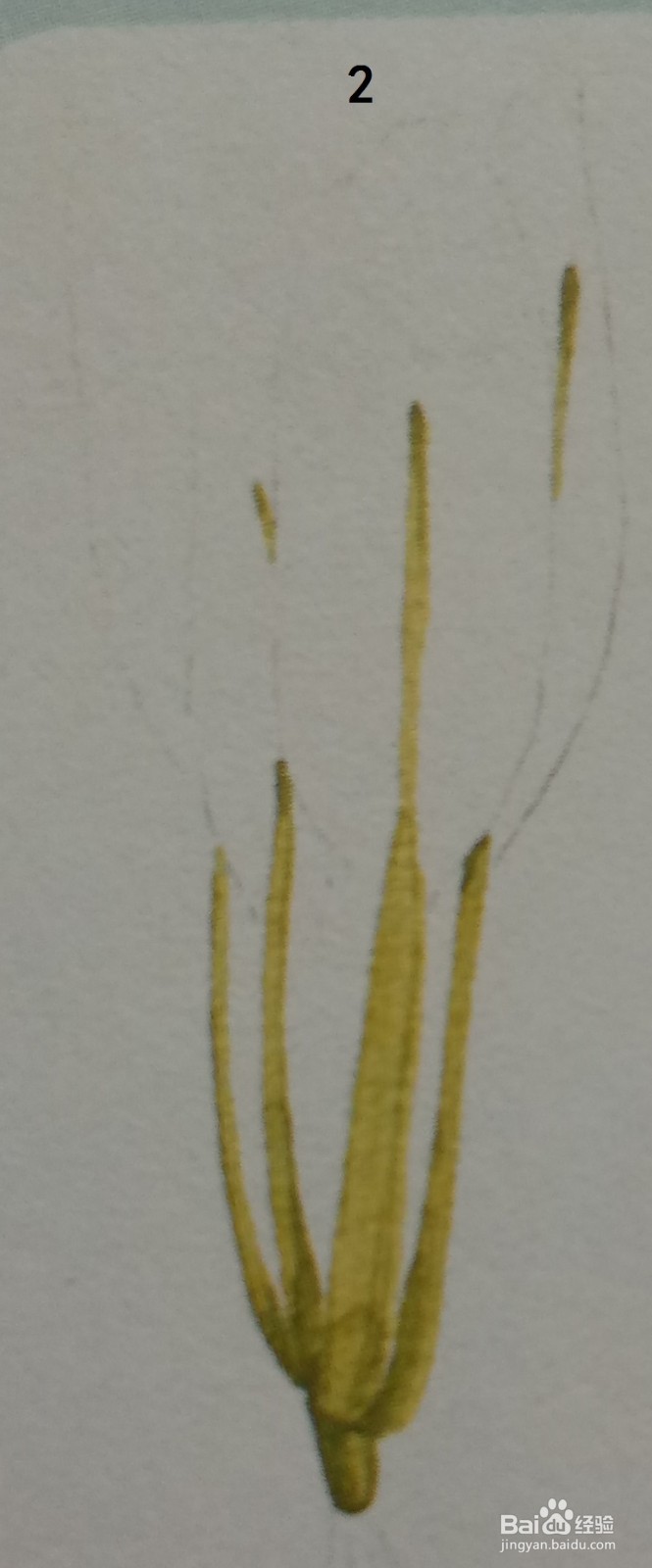 一颗小白菜的水彩画