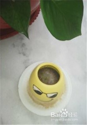 怎样种植小草盆景