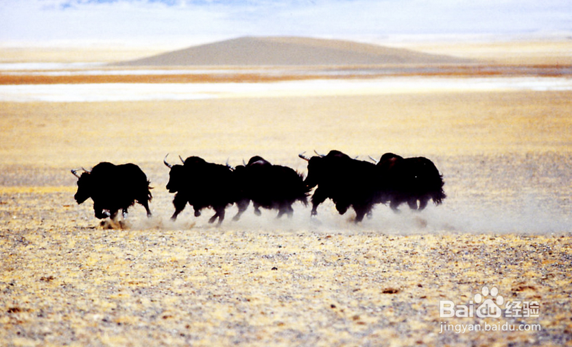 西藏旅行的十大禁忌：[10]生产劳动禁忌