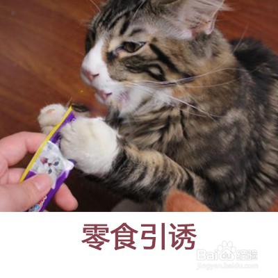 猫咪不怎么吃东西怎么办