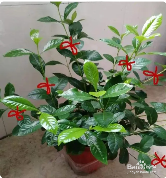 桅子花怎么修枝