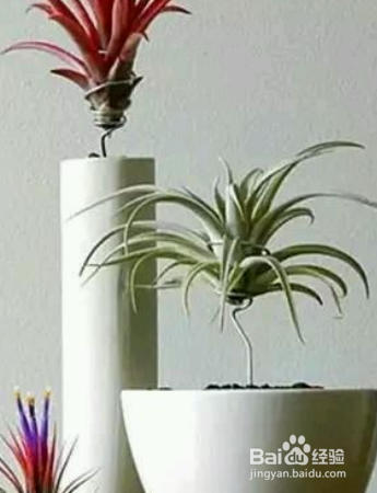 草本植物空气凤梨怎么护理？