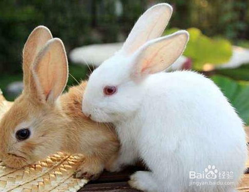 兔子刚买回来要注意什么