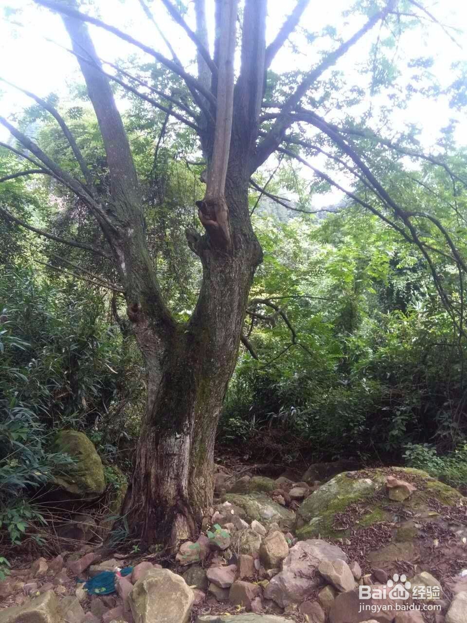 山羊洞美女帅哥心中的家
