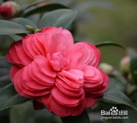 茶花修剪时间和方法