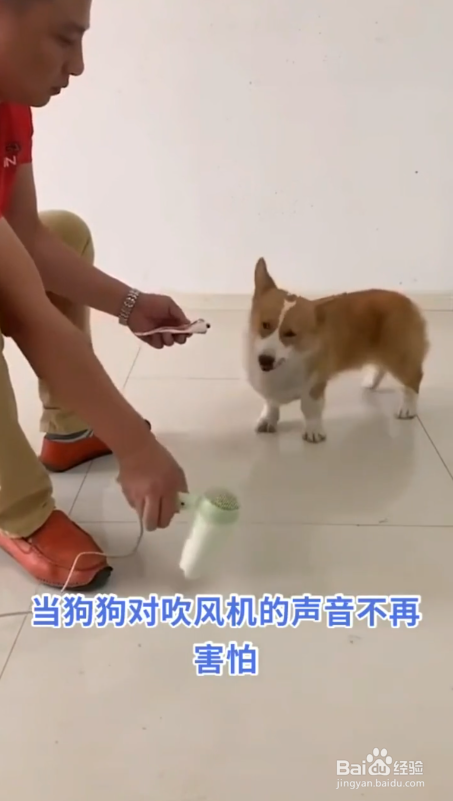 如何让狗狗不怕吹风机