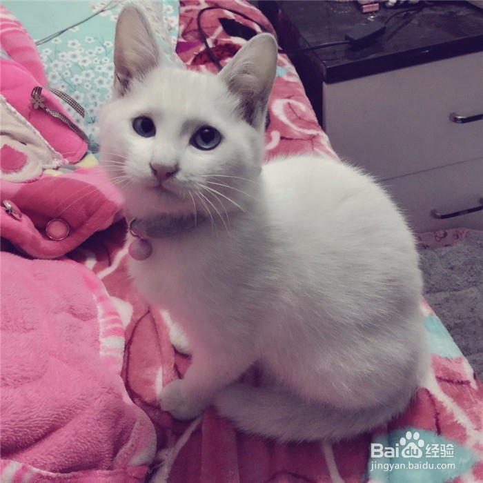 家中有幼儿的家庭如何养猫