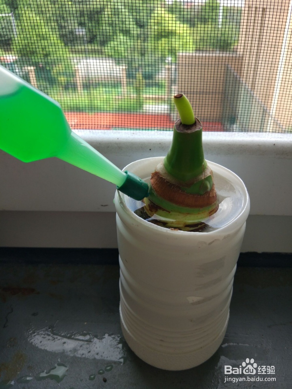 如何巧妙简单的培养滴水观音