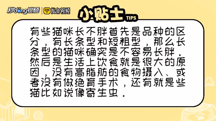 猫咪长不胖怎么办