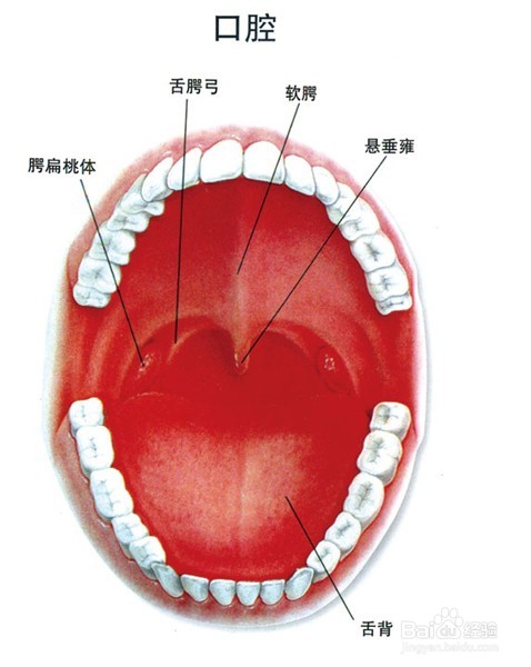 口腔异味的原因以及食疗,日常预防措施