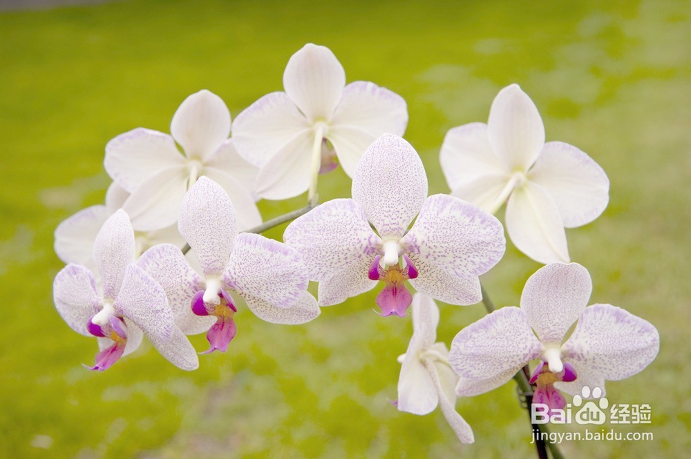 哪些花观赏价值较高