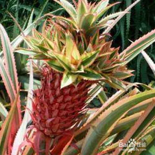 养殖艳凤梨的方法和注意事项