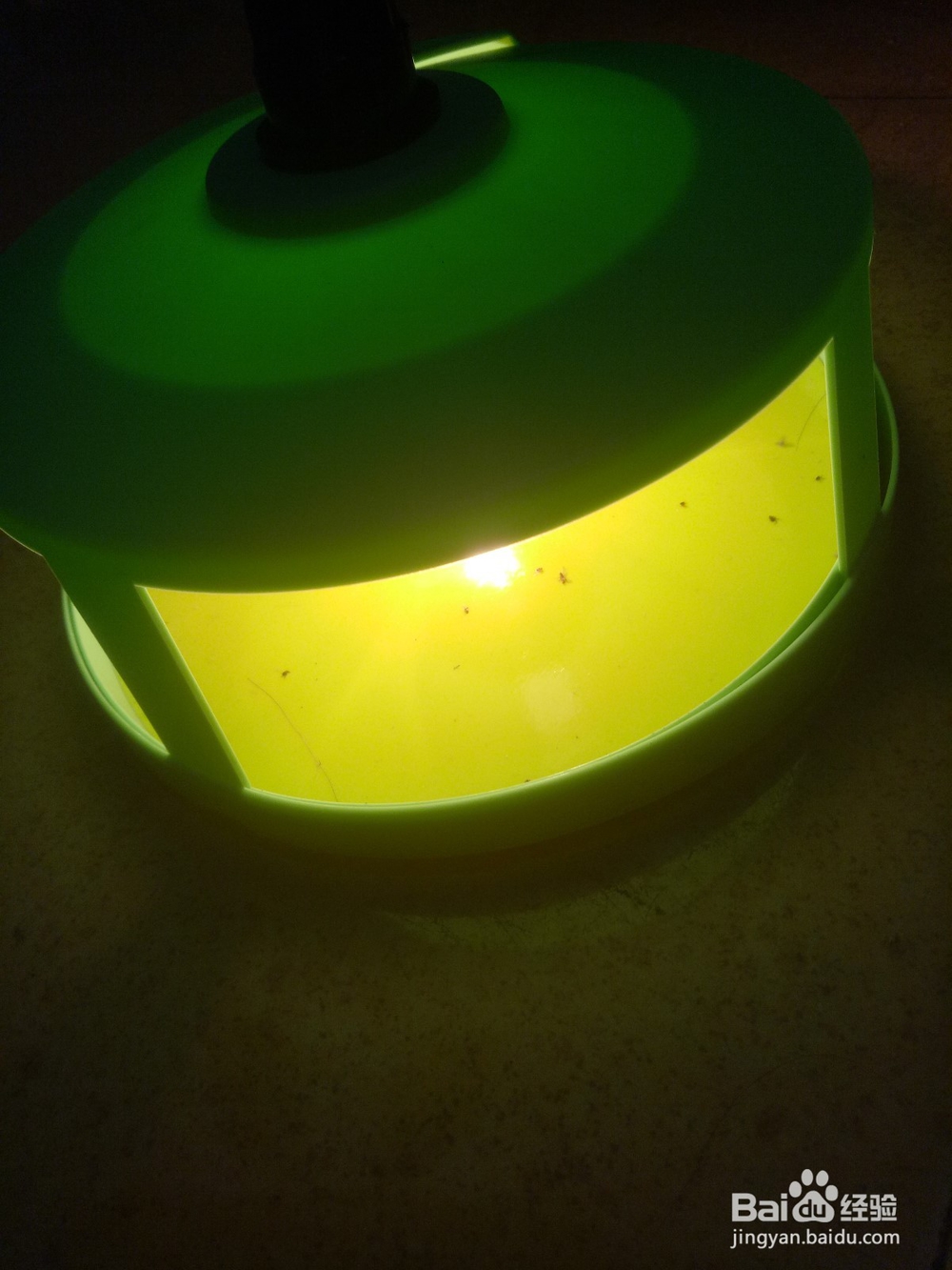 如何成功的养一只猫