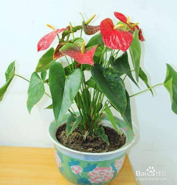 红掌叶子发黑怎么补救冬天