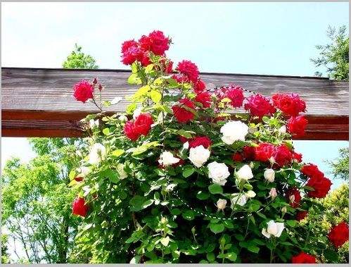 photoshop制作放大镜效果!