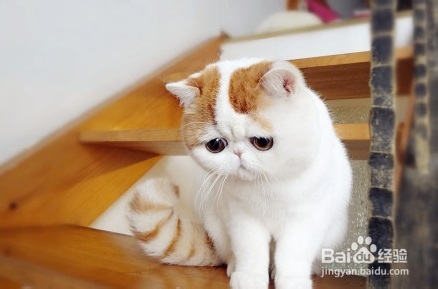 为猫咪打造玩耍天堂