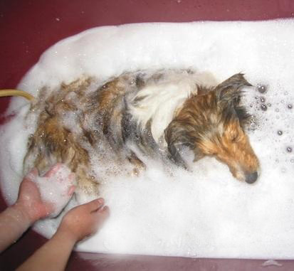 金毛日常护理常识，金毛怎么护理