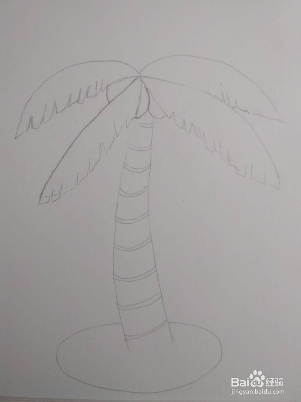 多妈简笔画植物一株椰子树