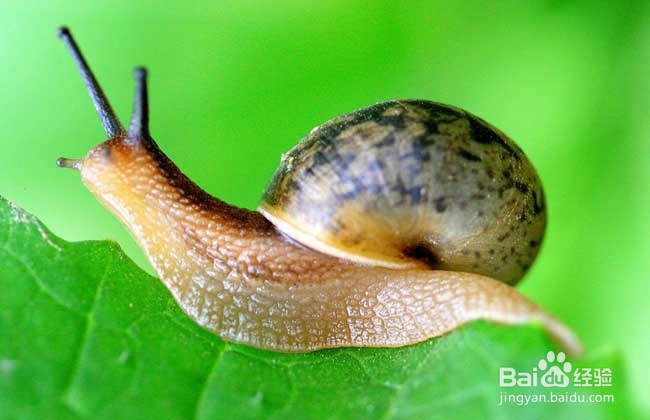 蜗牛吃什么怎么养
