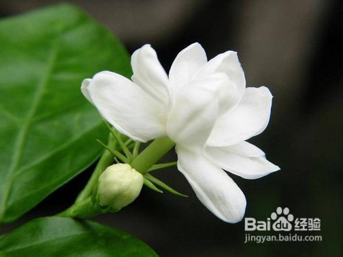 卧房不宜摆放的植物