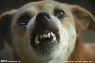 幼犬出生3个月到1年的发育标准