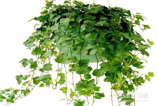 除甲醛最有效方法