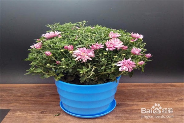 荷兰菊的养殖方法和注意事项