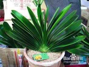 家中如何养好君子兰