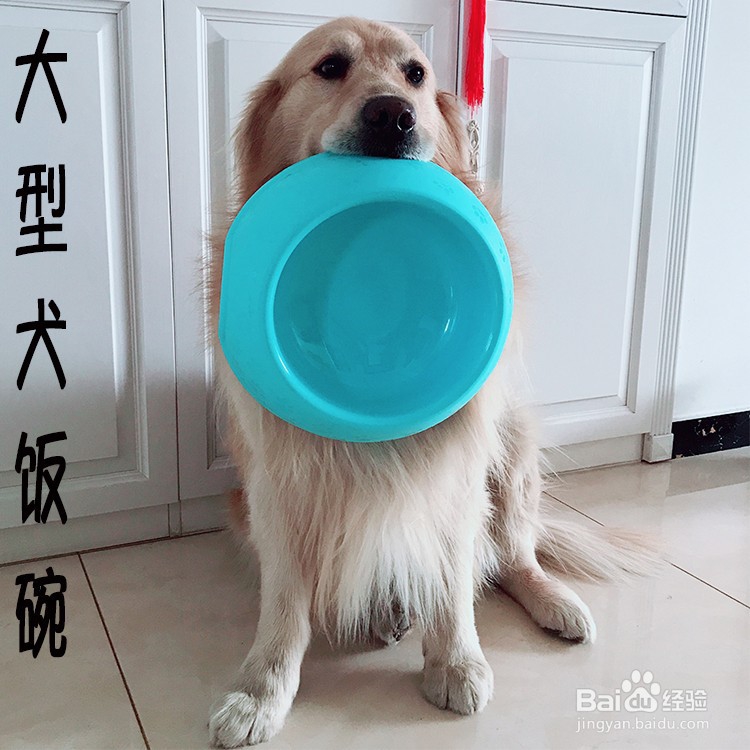 犬处方粮怎么喂