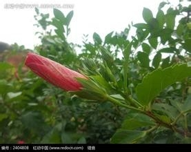 扶桑花的养殖方法hff