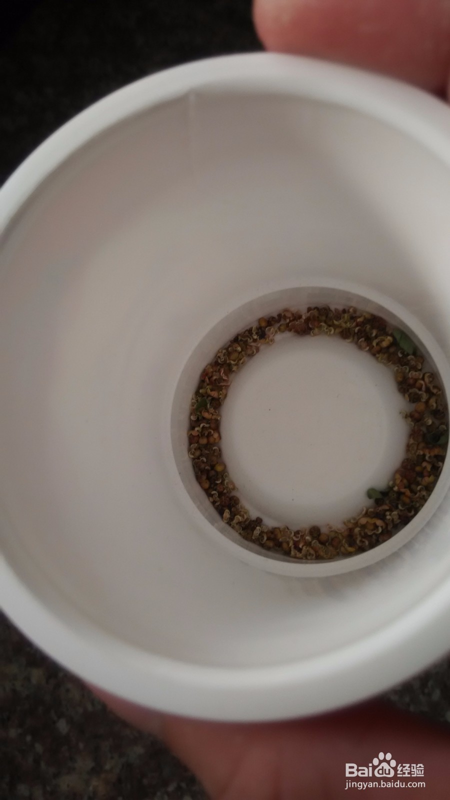 怎样种植叶下珠？用种子种植龙珠草的方法