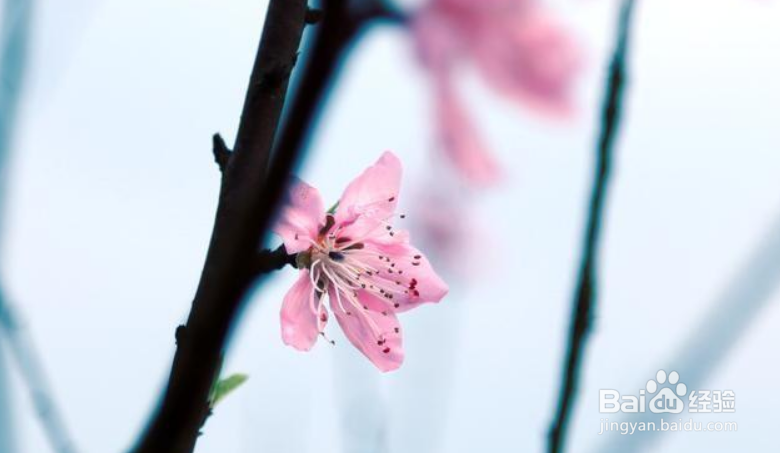 拍摄照片很多人强调“虚化背景”的目的是什么