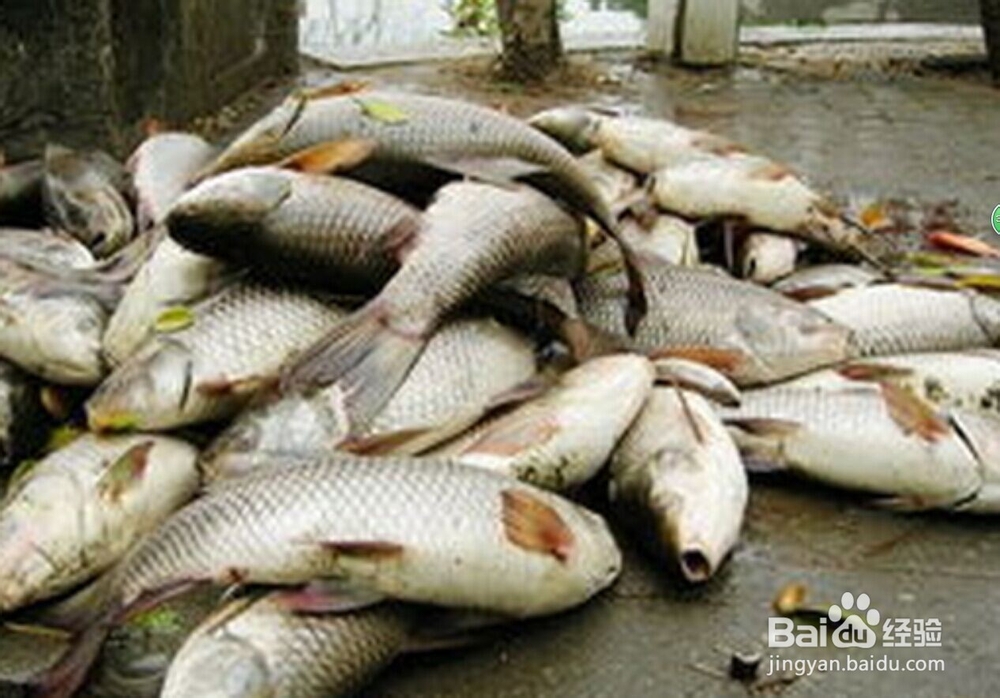 甄别有毒食物防止食物中毒