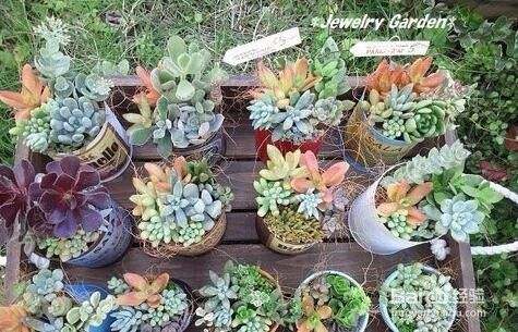 多肉植物新手入门养殖方法 百度经验