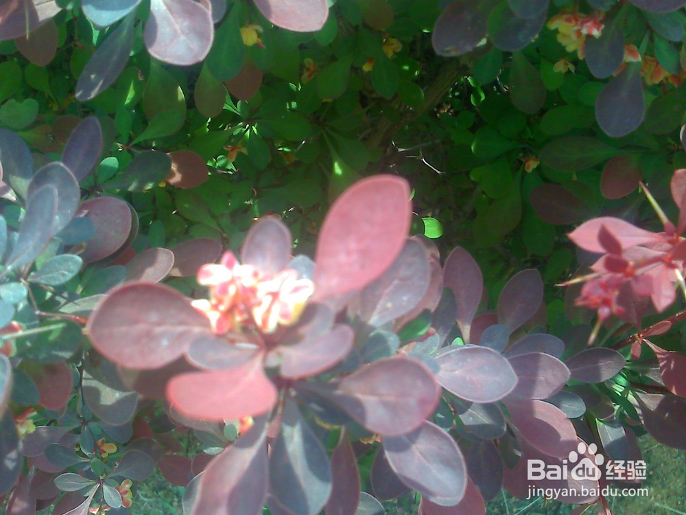 怎样告诉孩子安全过马路--4