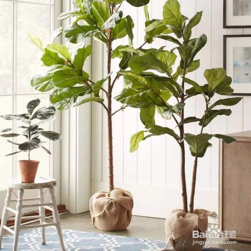 幸福树换盆方法和注意事项