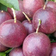 百香果的副作用