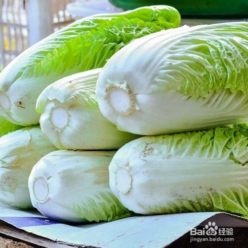 怎样栽白菜苗成活率高