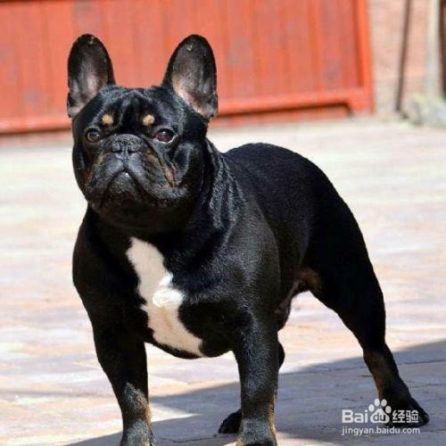 如何快速区分巴哥 和斗牛